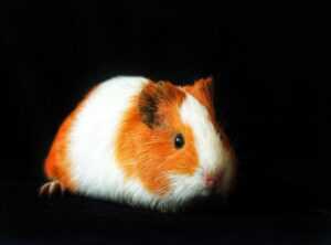 Does Glisusomena for Pet
